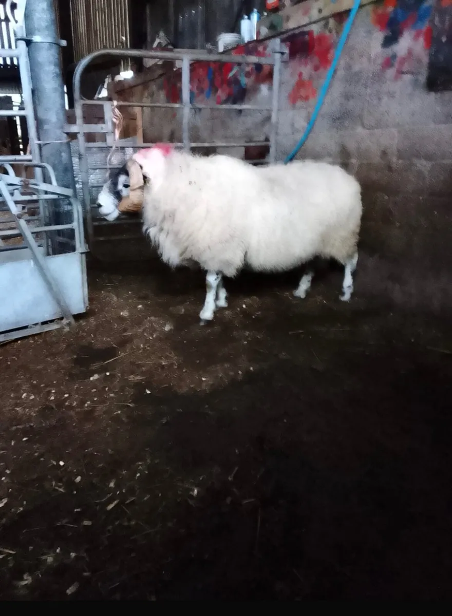 Ram - Image 1