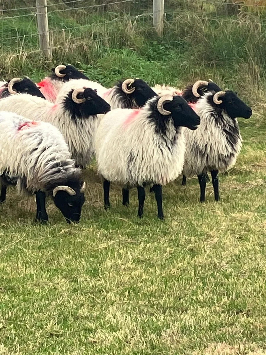 10 hoggets - Image 1