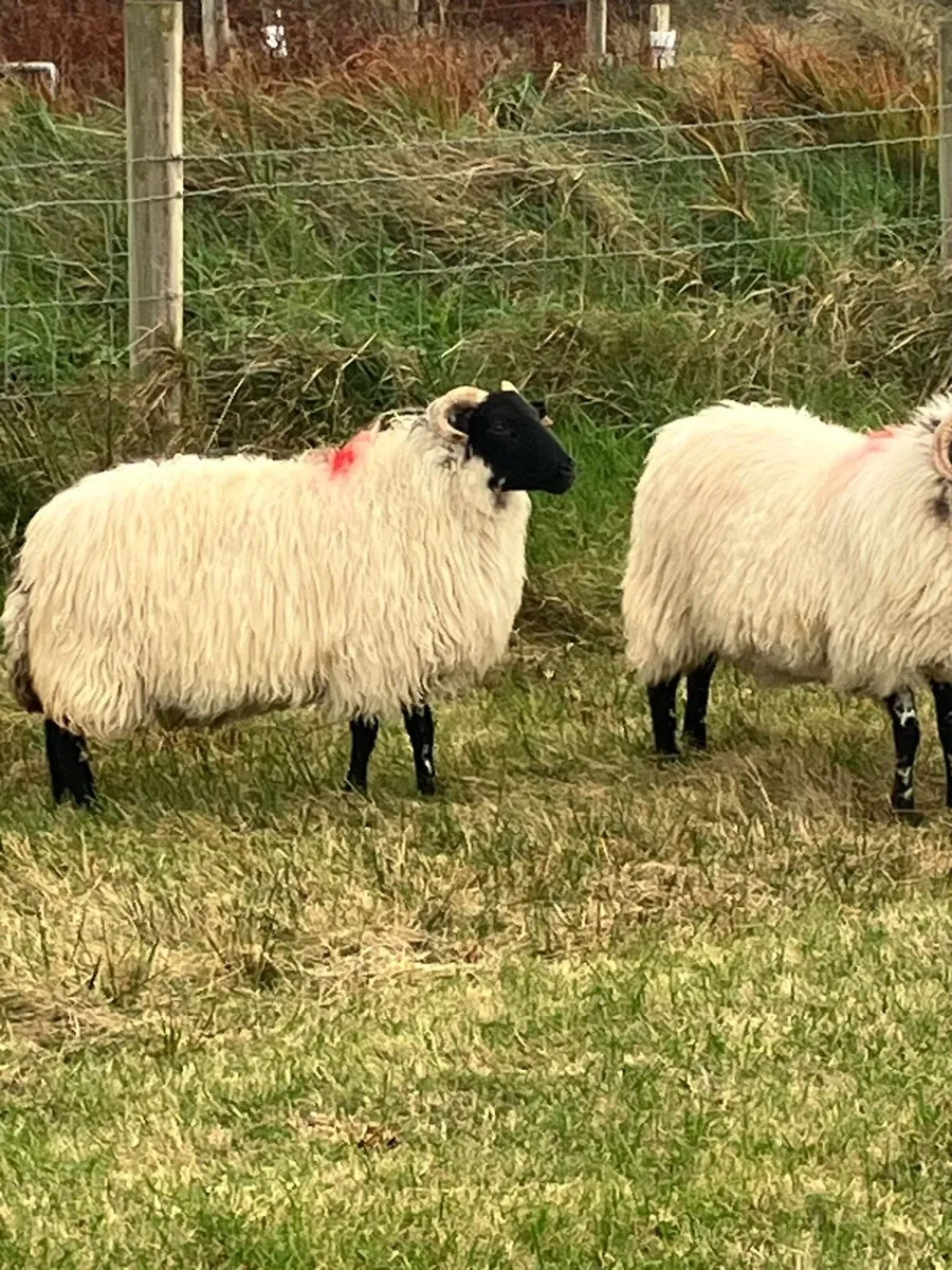 10 hoggets - Image 2