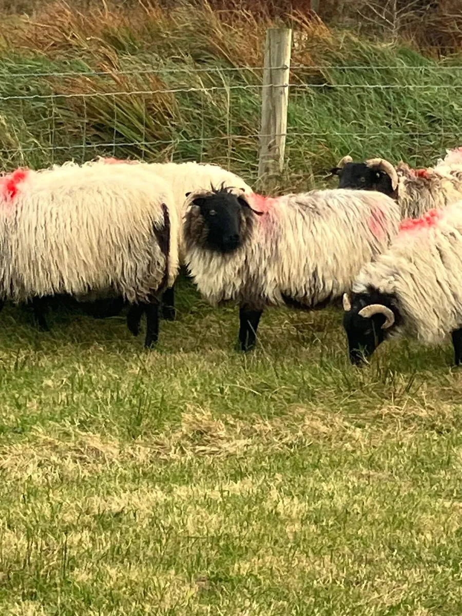 10 hoggets - Image 3