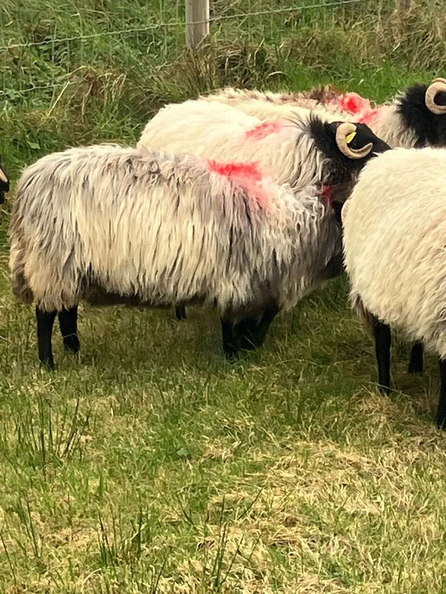 10 hoggets - Image 4