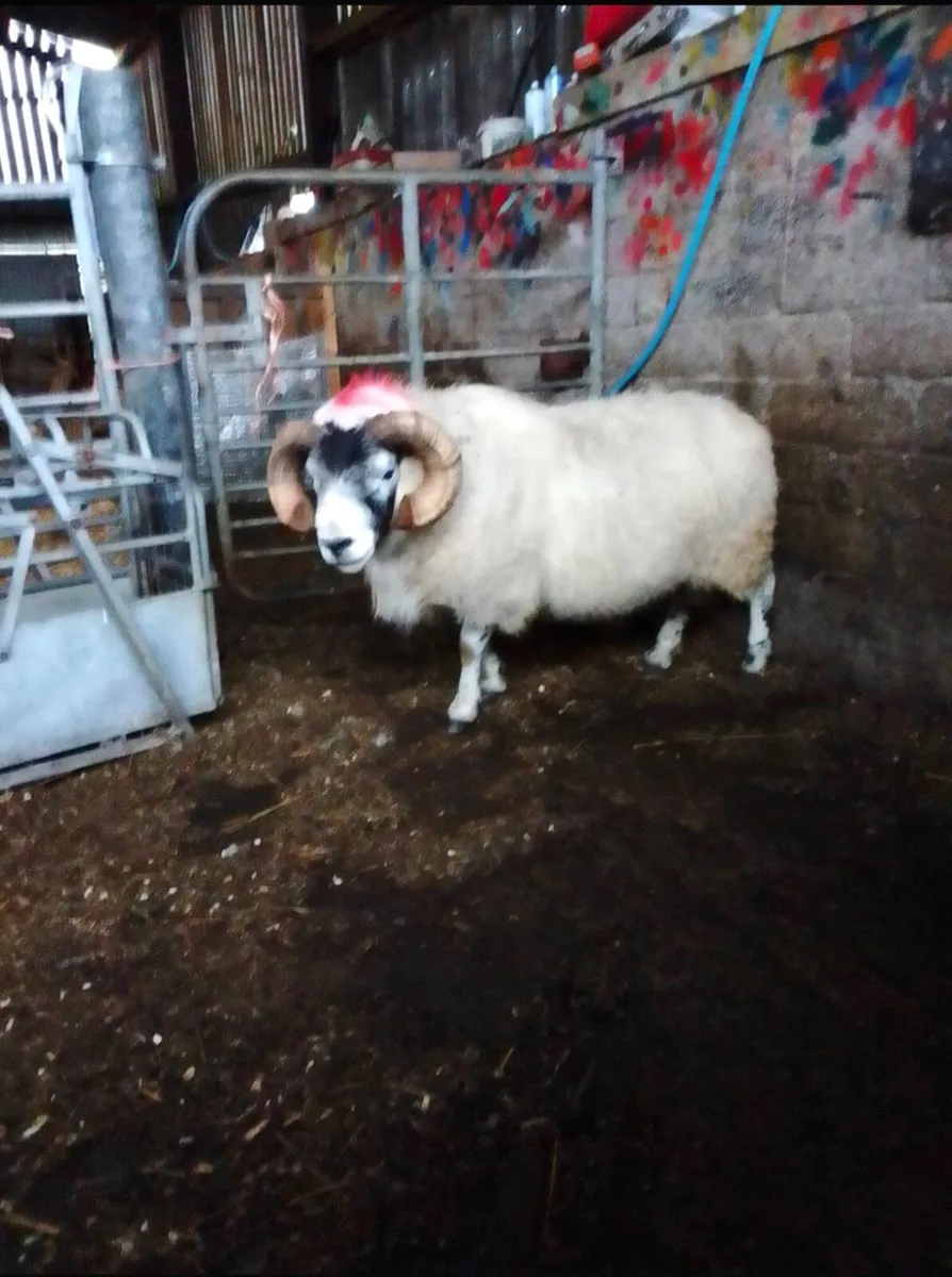 Ram - Image 2