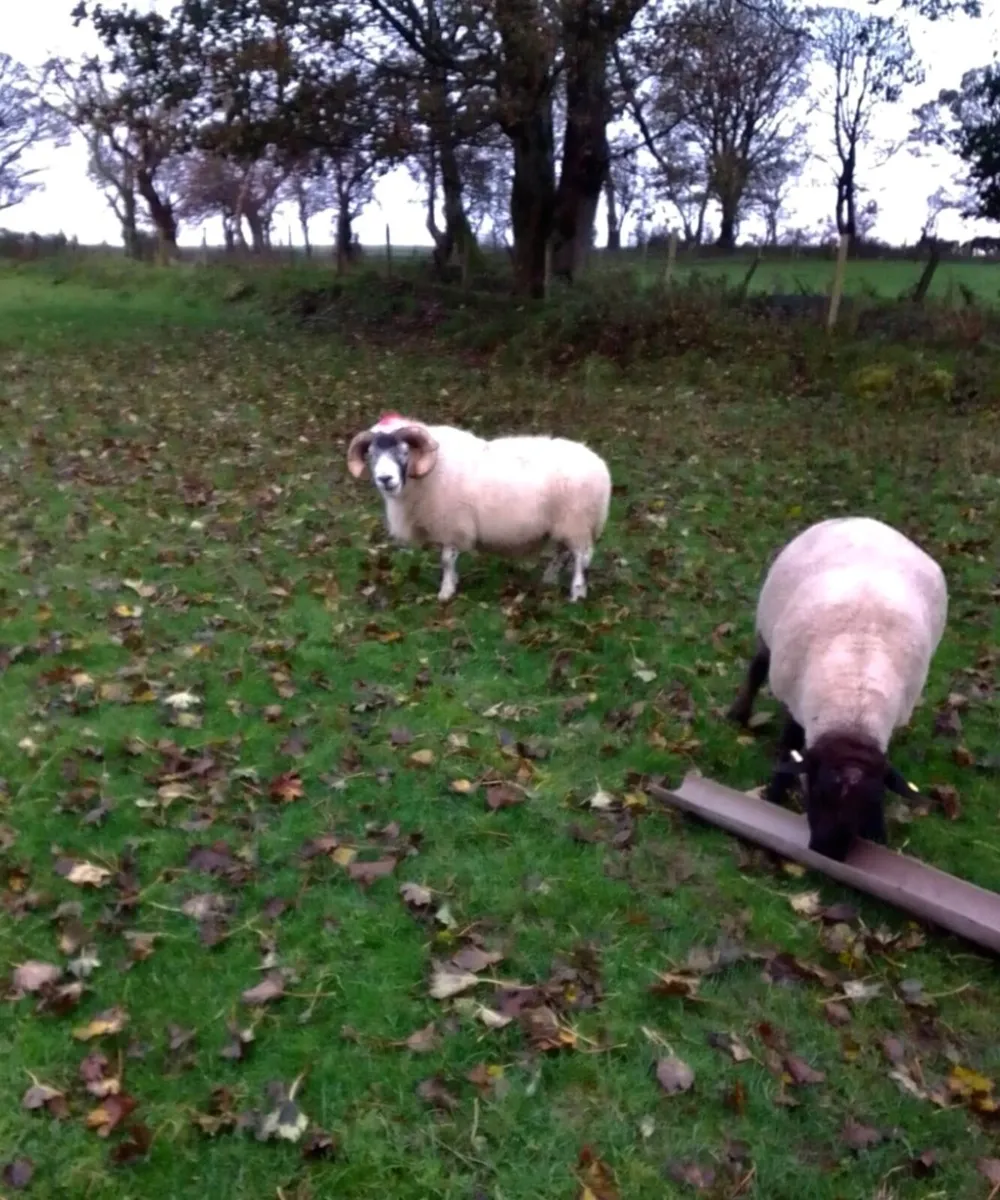 Ram - Image 3