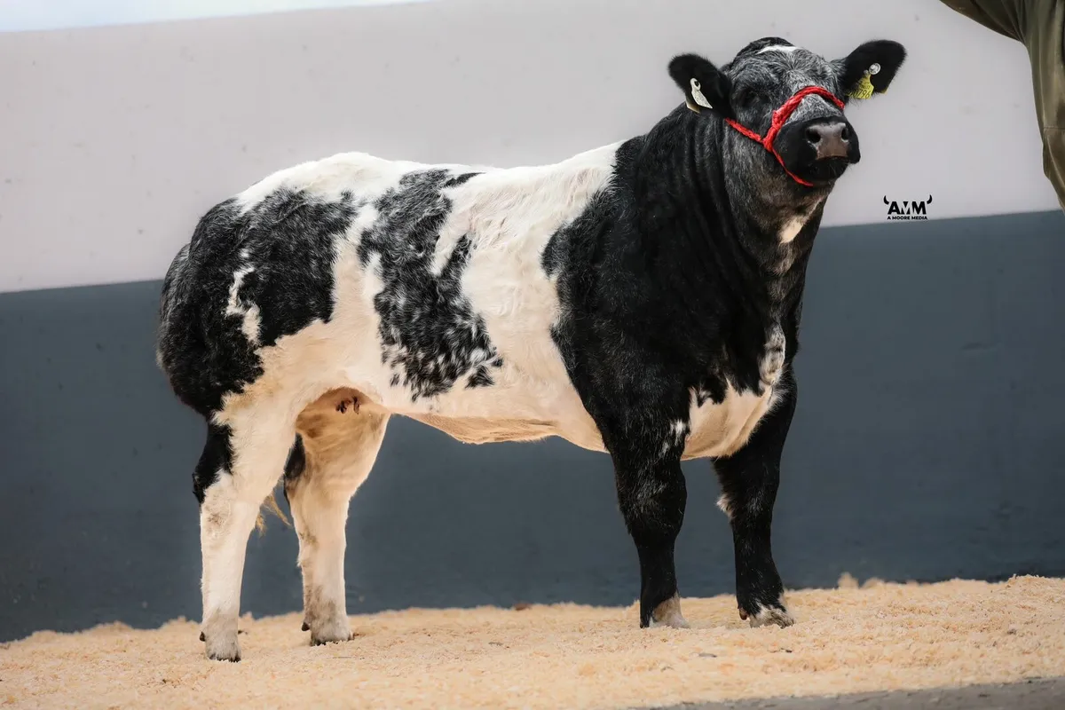 Belgian blue - Image 1