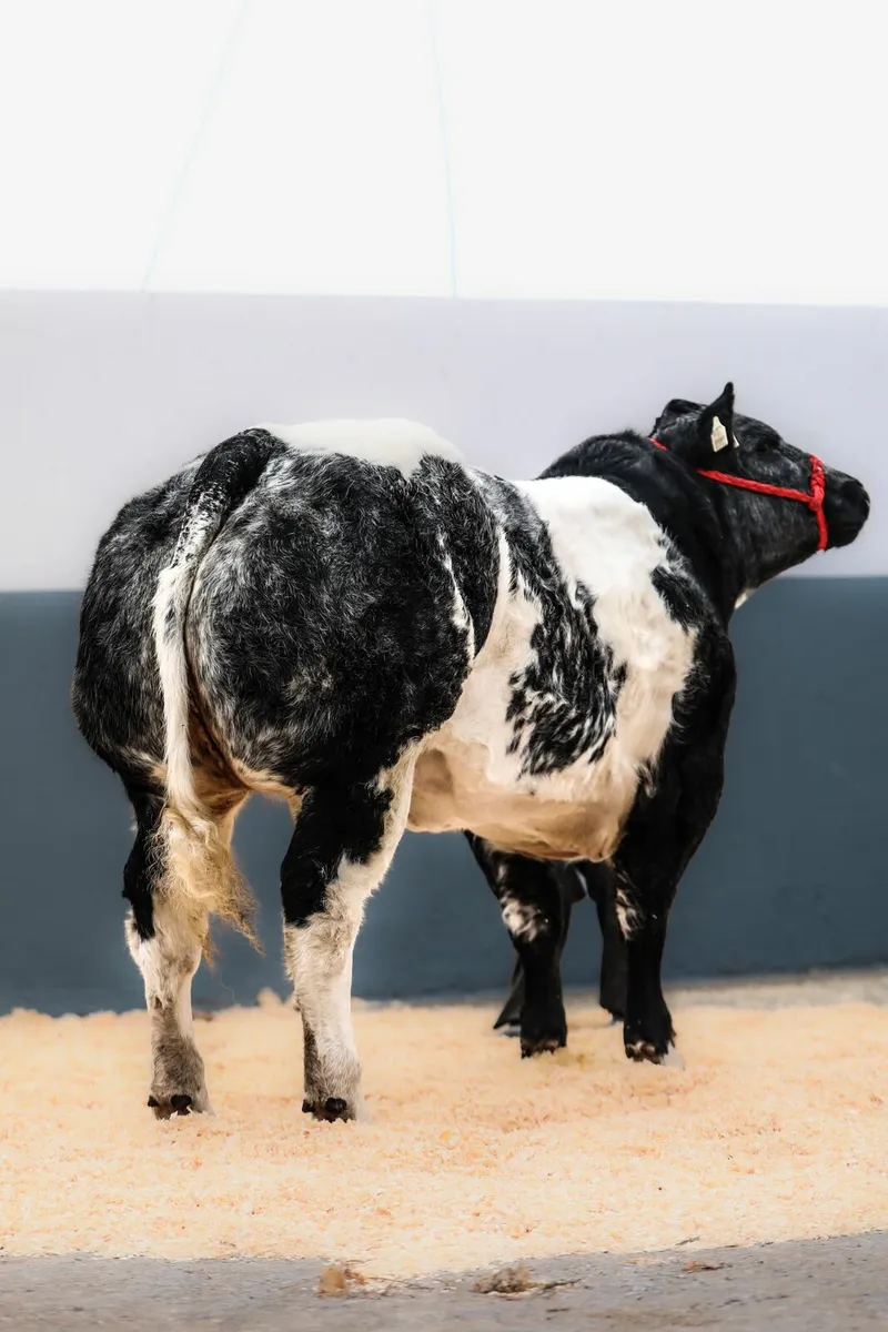Belgian blue - Image 2