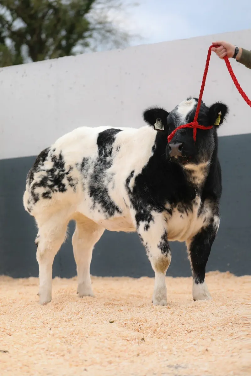Belgian blue - Image 3
