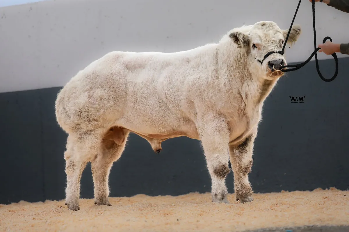 Belgian blue - Image 4