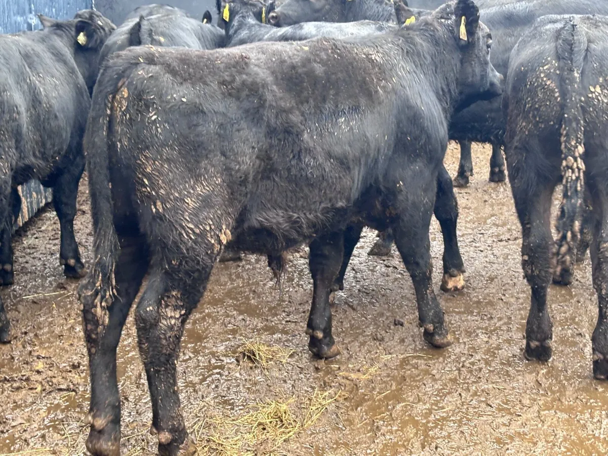 10 SMASHING ANGUS & LIMISION bull Weanlings for sa - Image 3