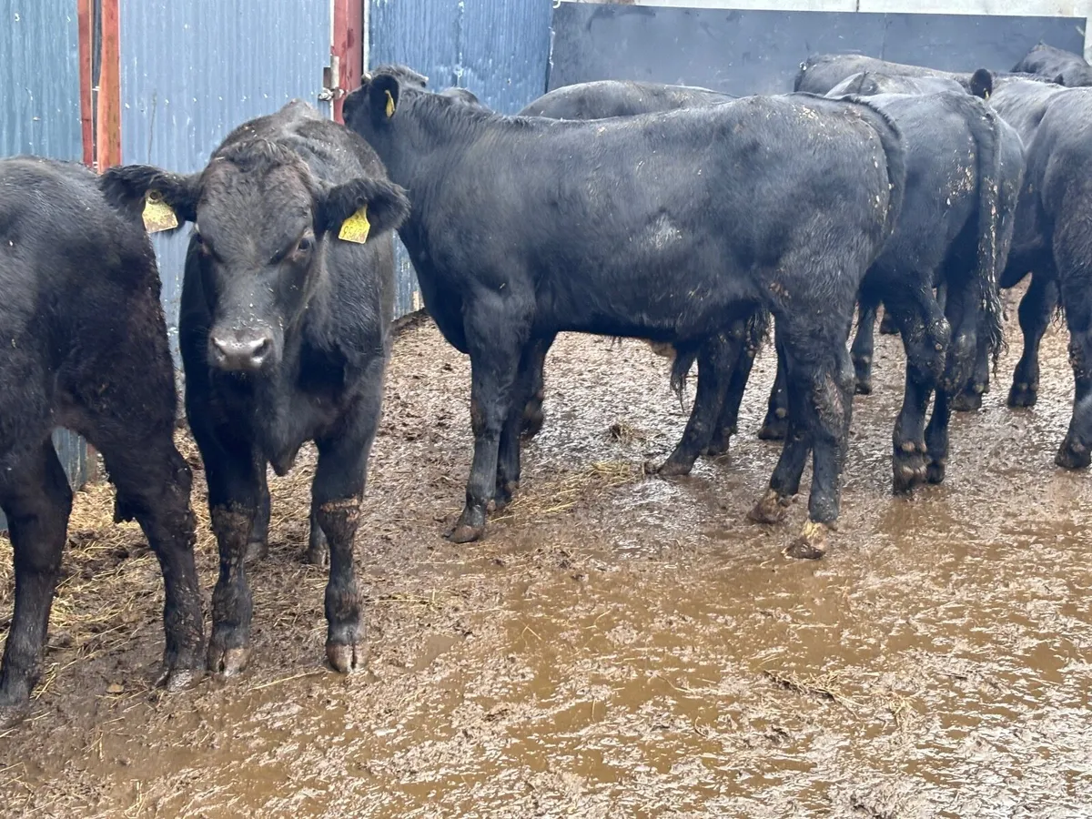 10 SMASHING ANGUS & LIMISION bull Weanlings for sa - Image 4