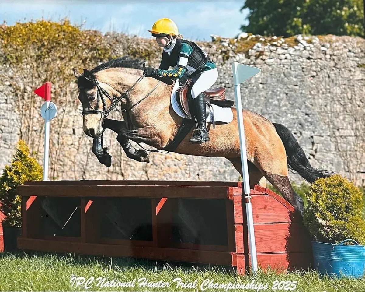 13.2hh pony - Image 1
