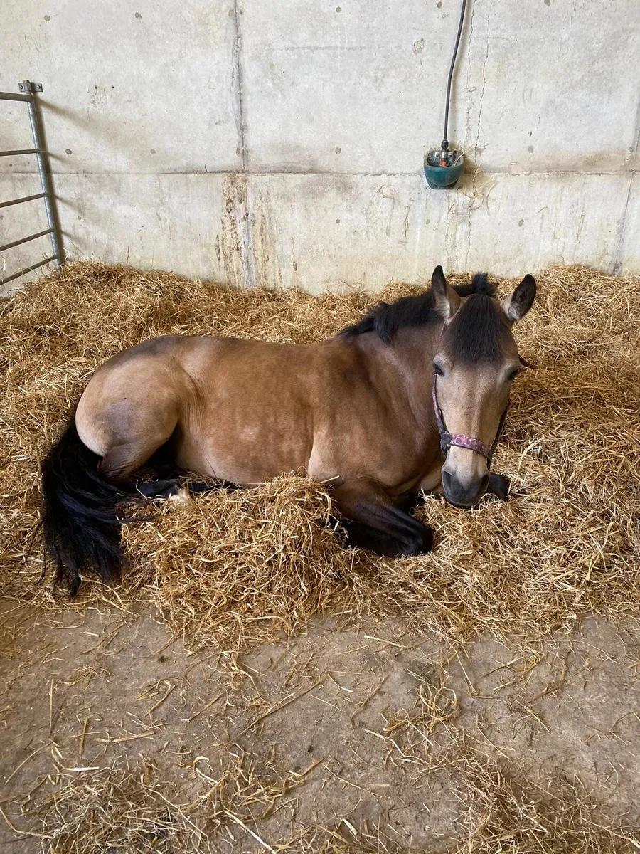 13.2hh pony - Image 3