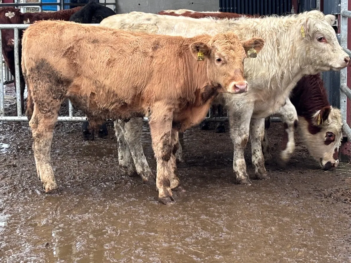 3 continental bull Weanlings for sale - Image 1