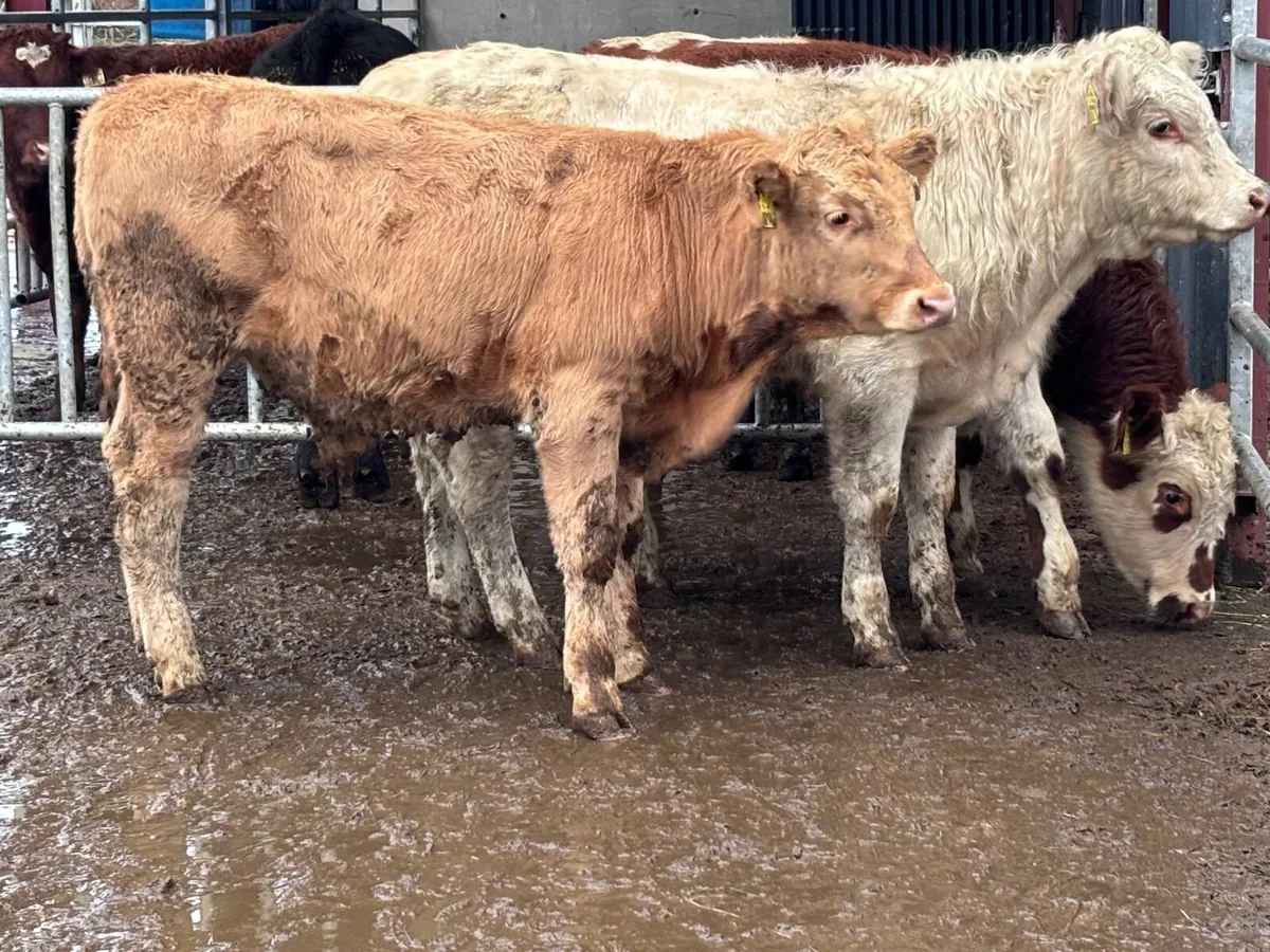 3 continental bull Weanlings for sale - Image 2