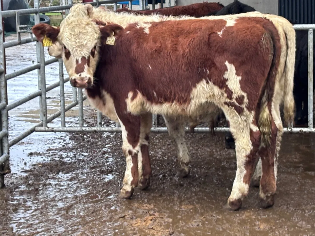 3 continental bull Weanlings for sale - Image 3