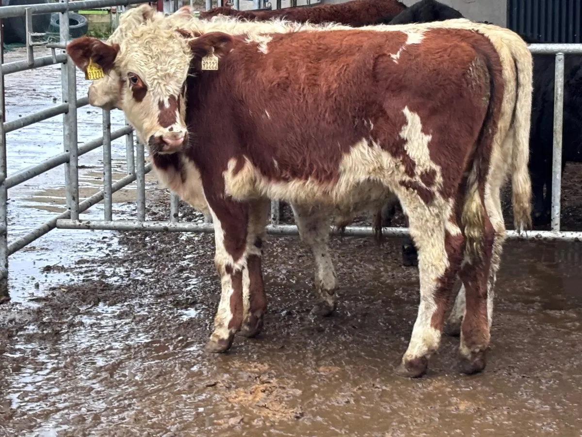 3 continental bull Weanlings for sale - Image 4