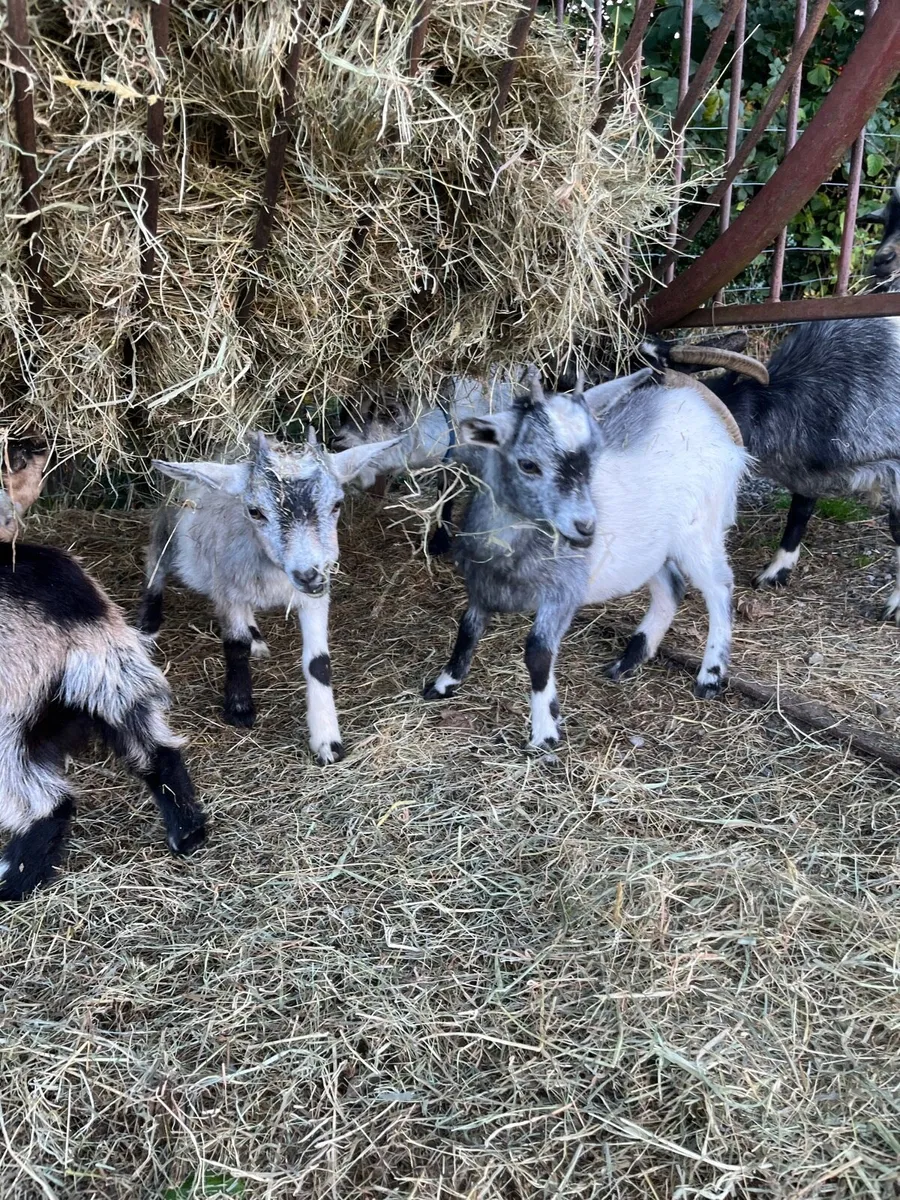 Pigmy Kids for sale - Image 1