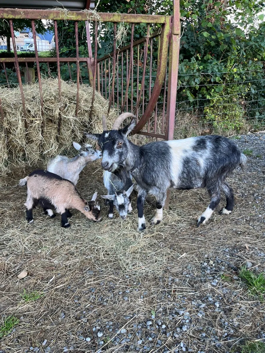 Pigmy Kids for sale - Image 2