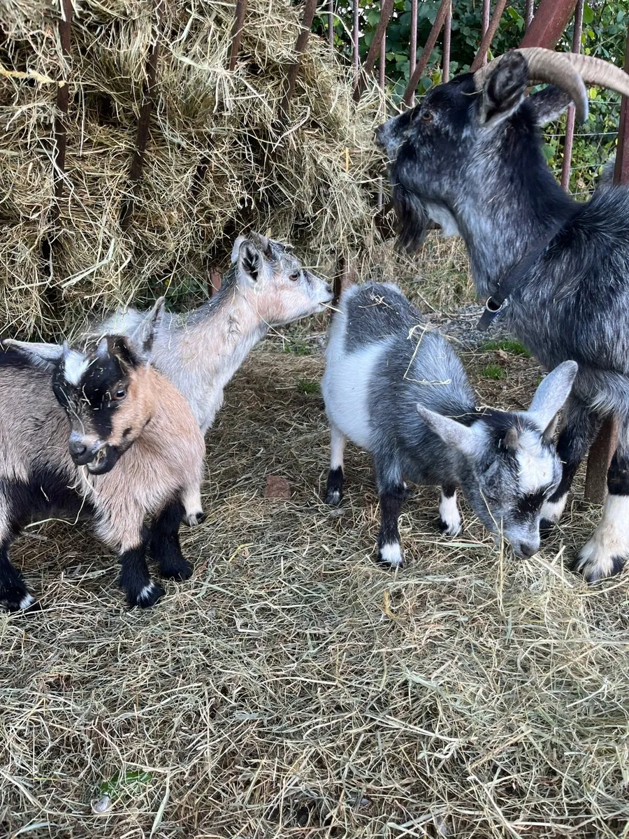 Pigmy Kids for sale - Image 3
