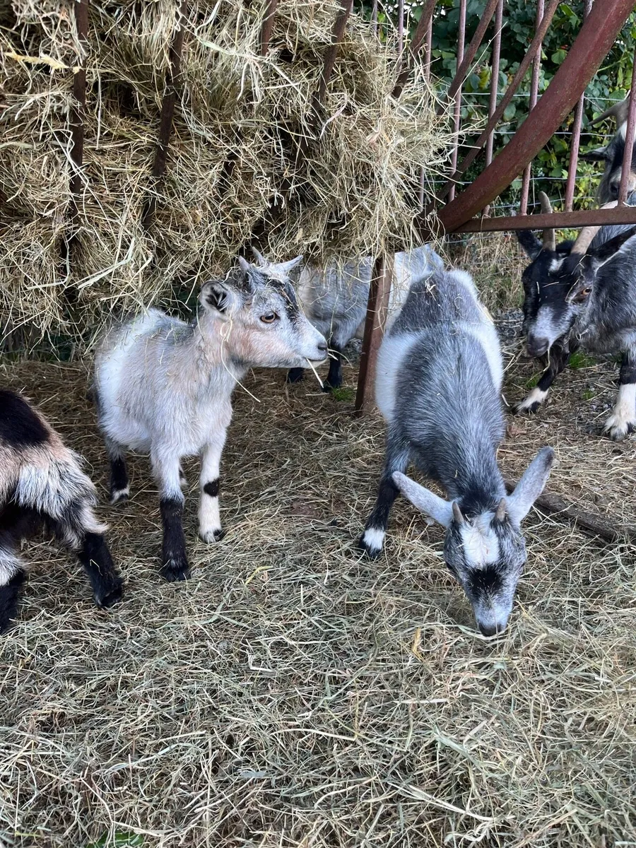 Pigmy Kids for sale - Image 4