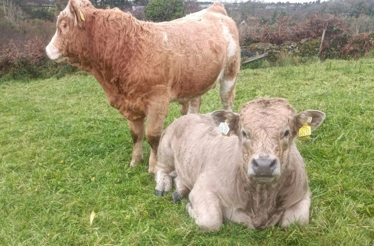 Fully Certified Organic Weanlings - Image 4
