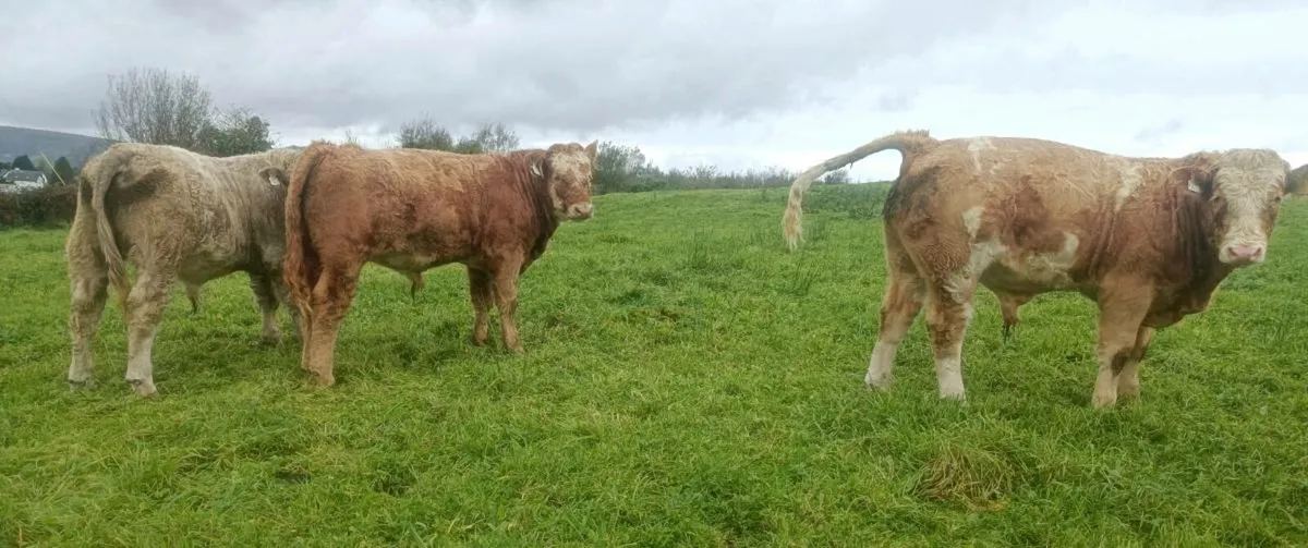Fully Certified Organic Weanlings - Image 2