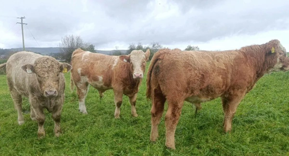 Fully Certified Organic Weanlings - Image 3