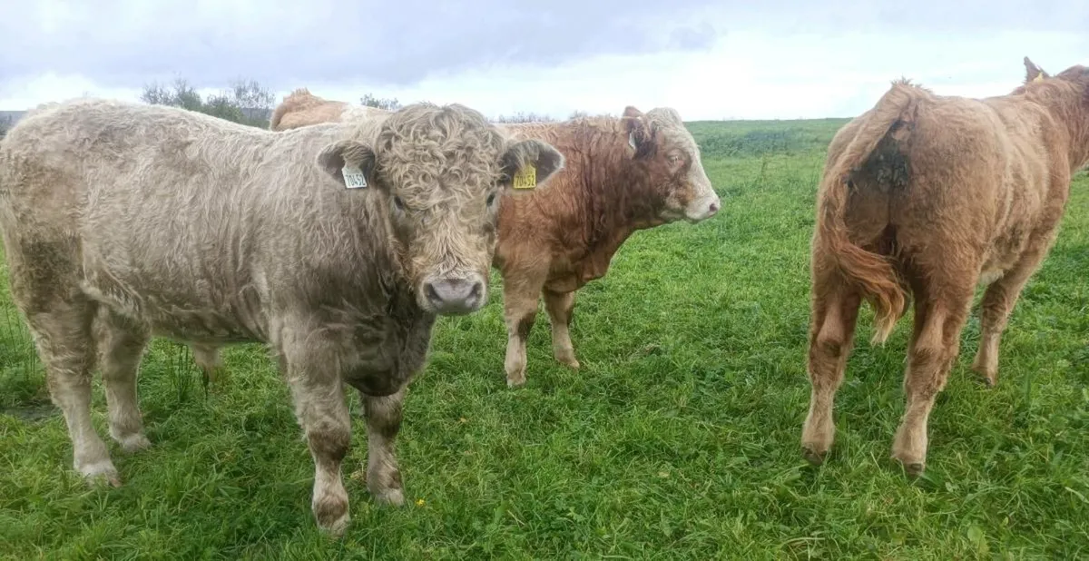 Fully Certified Organic Weanlings - Image 1