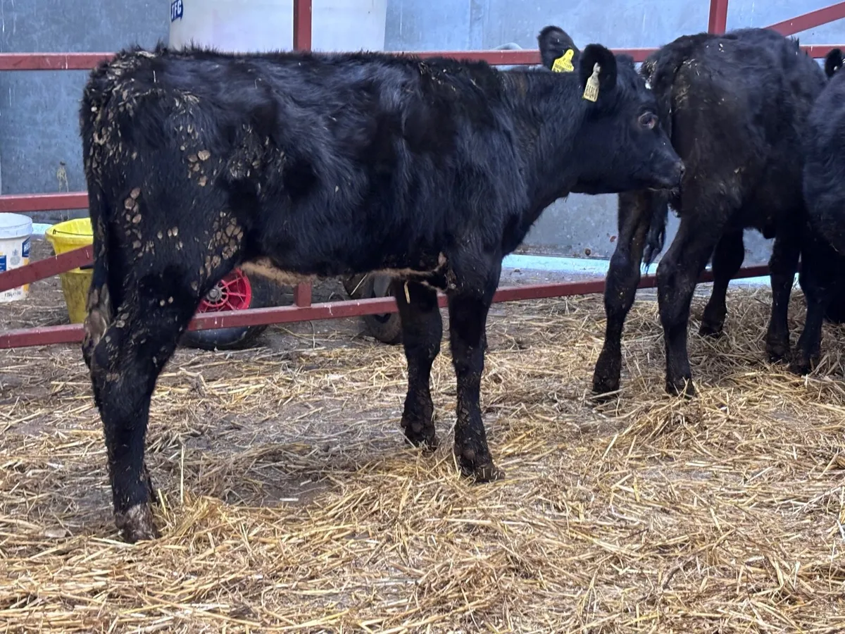 4 Angus heifer Weanlings for sale - Image 1