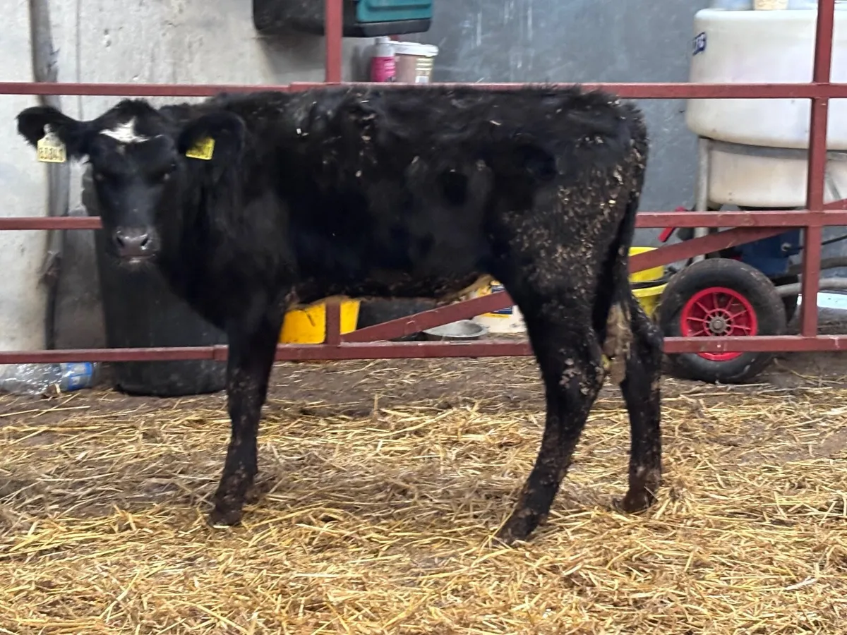 4 Angus heifer Weanlings for sale - Image 2