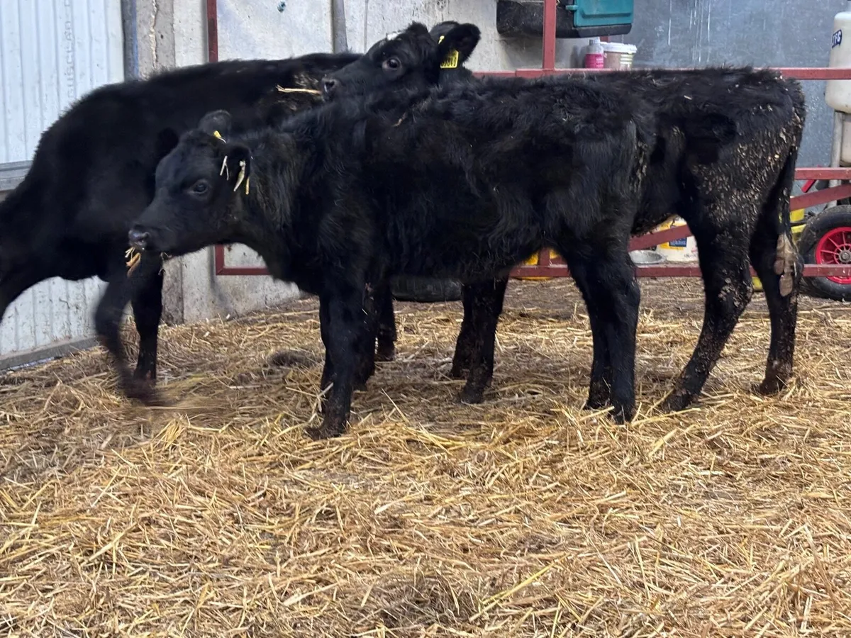 4 Angus heifer Weanlings for sale - Image 3