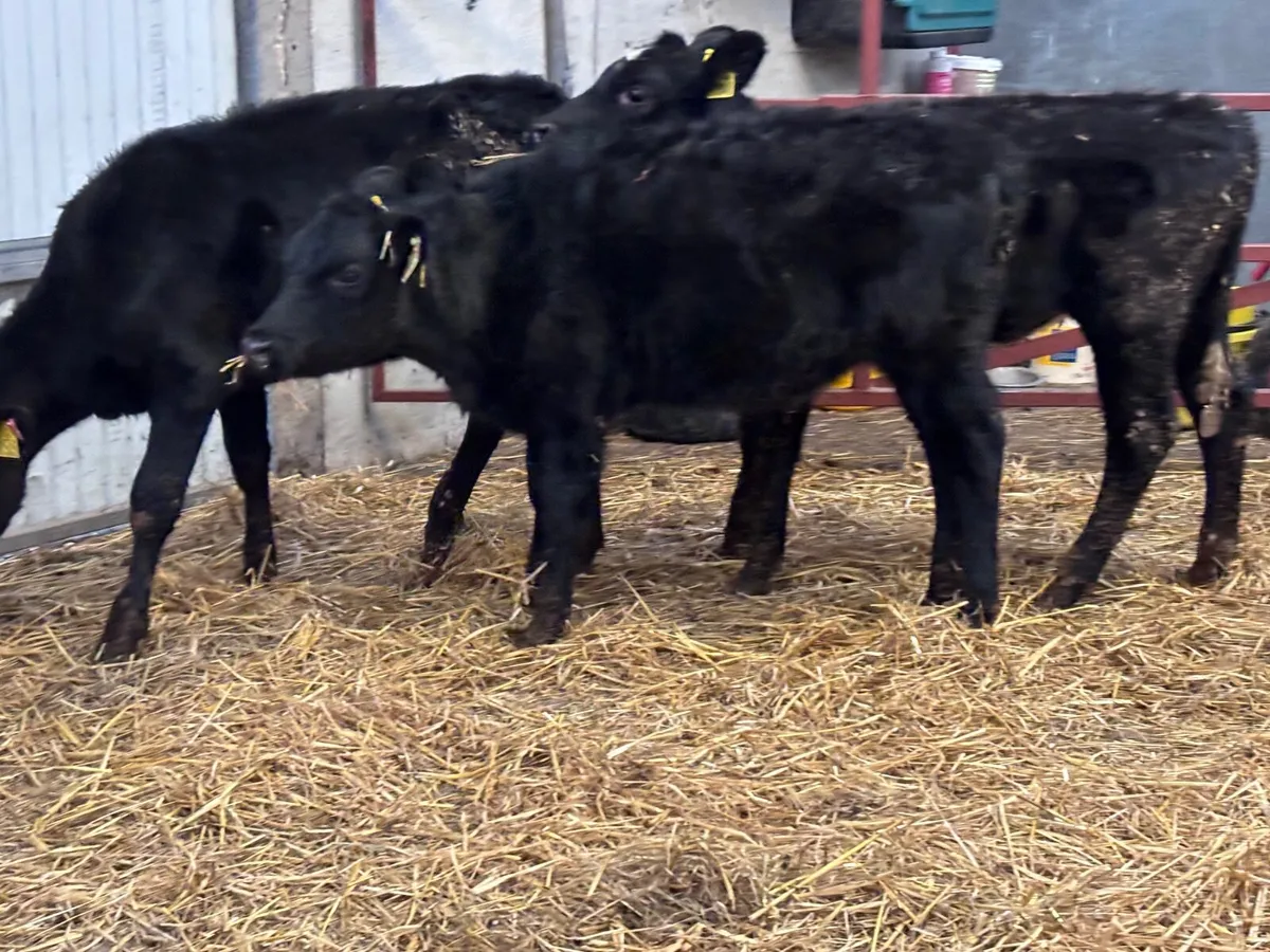 4 Angus heifer Weanlings for sale - Image 4