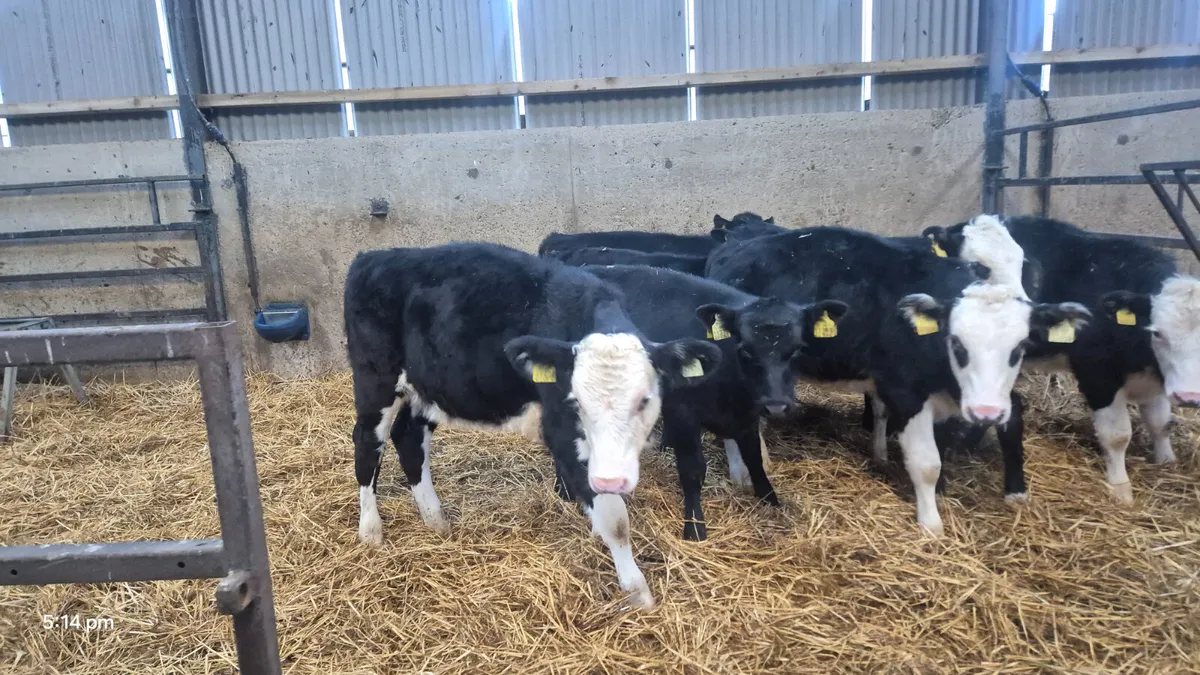 10 Runner Heifers for sale - Image 1