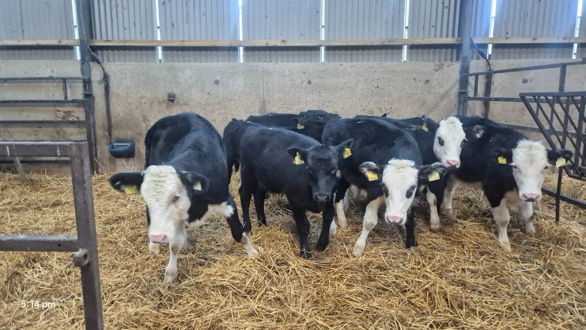 10 Runner Heifers for sale - Image 4