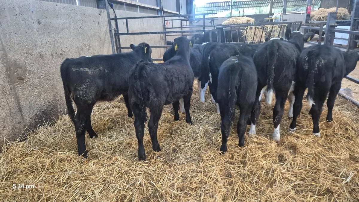 10 Runner Heifers for sale - Image 2