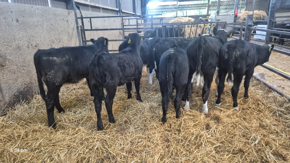 10 Runner Heifers for sale - Image 3
