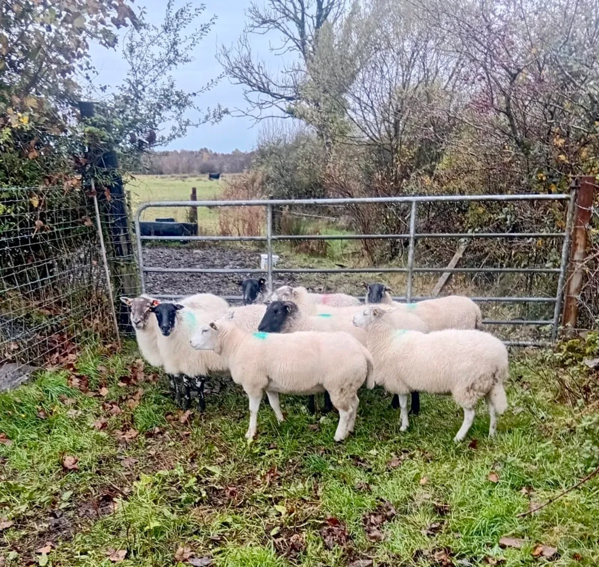 8 Breeding Ewes for Sale