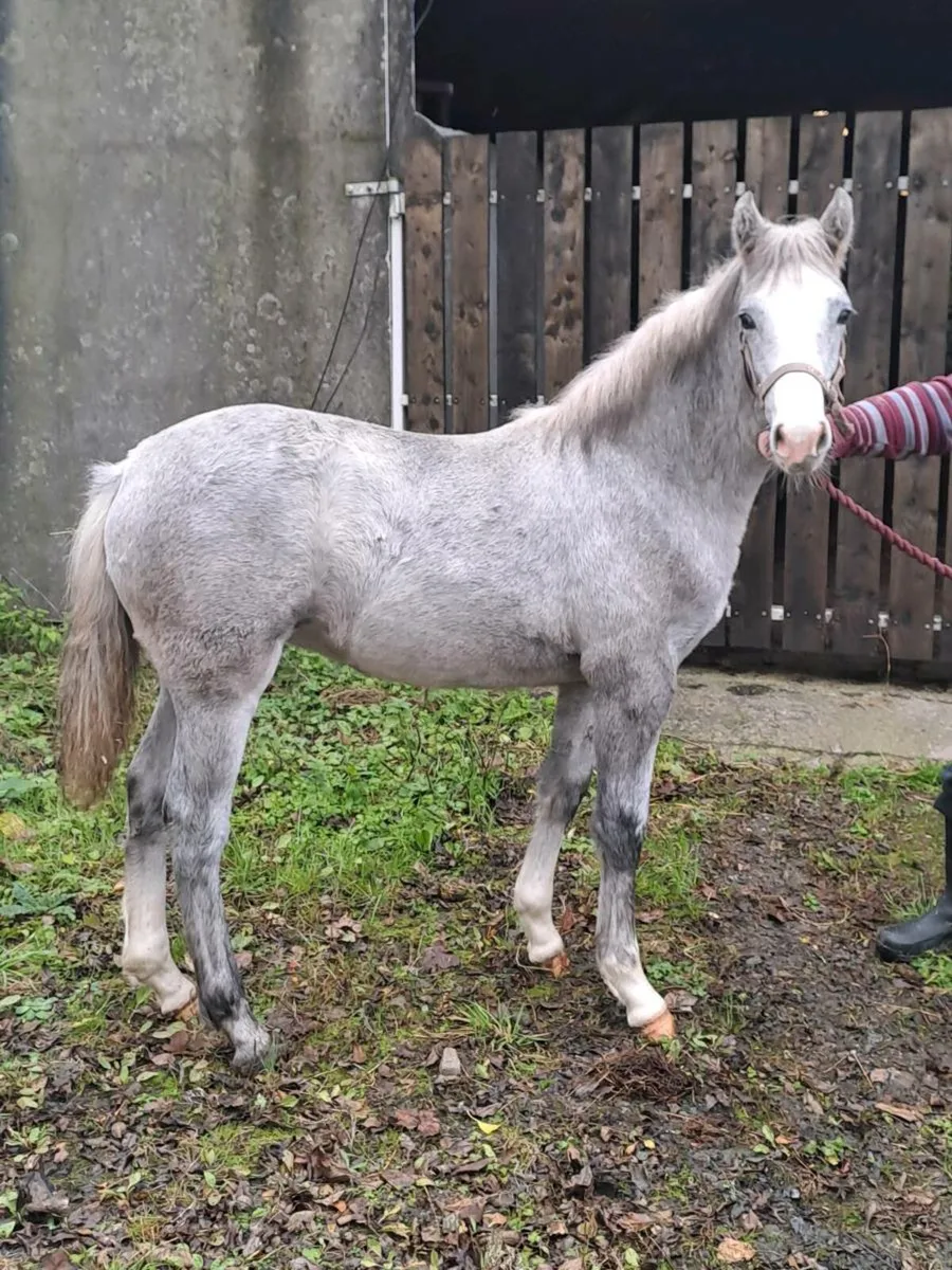 Smashing filly foal - Image 1