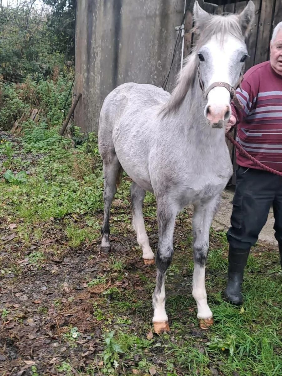 Smashing filly foal - Image 2