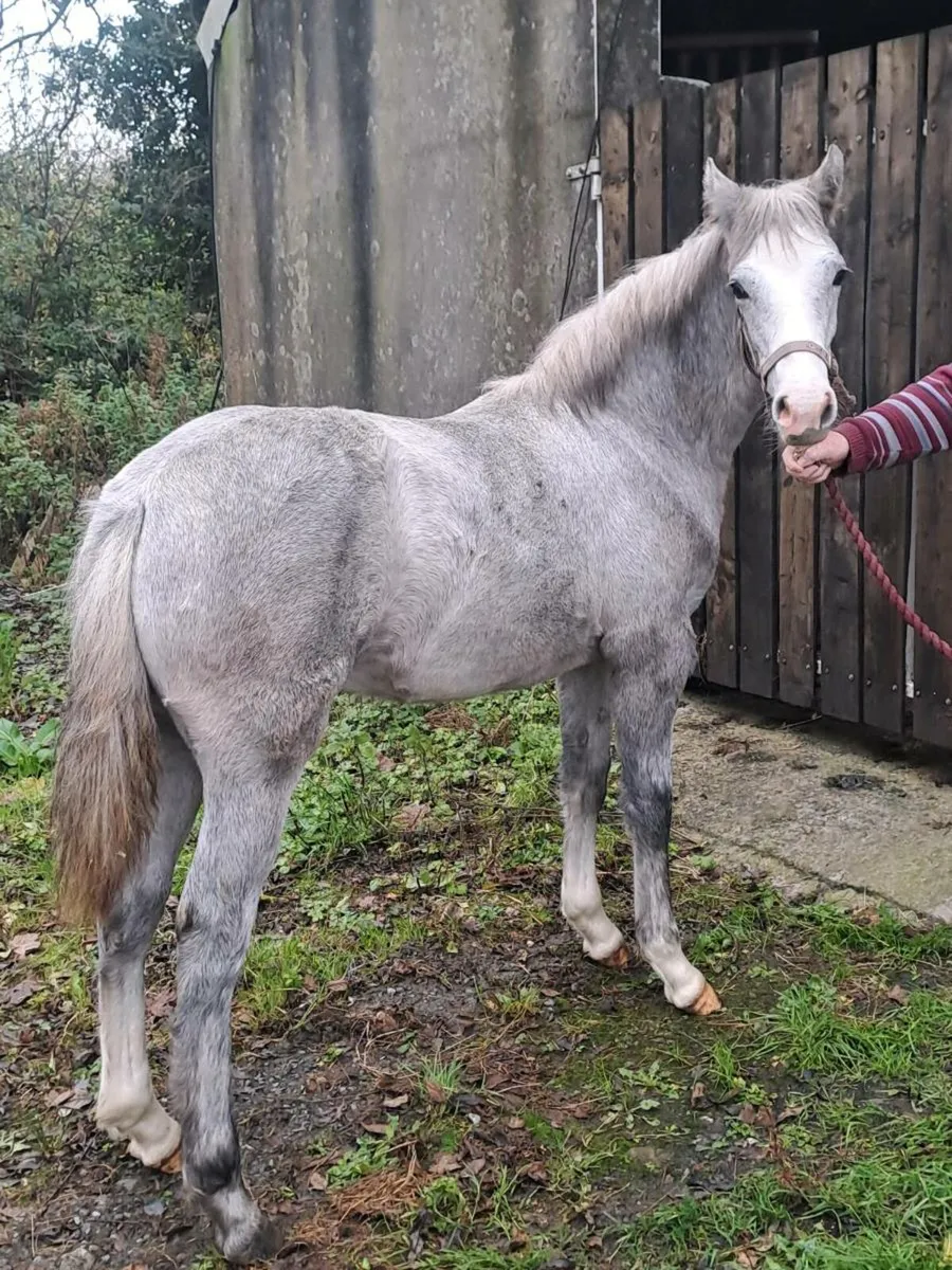 Smashing filly foal - Image 3