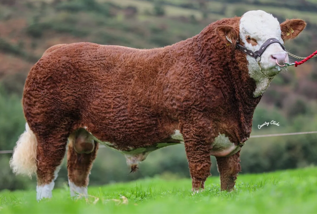 2 Simmental Bulls for Sale - Image 1