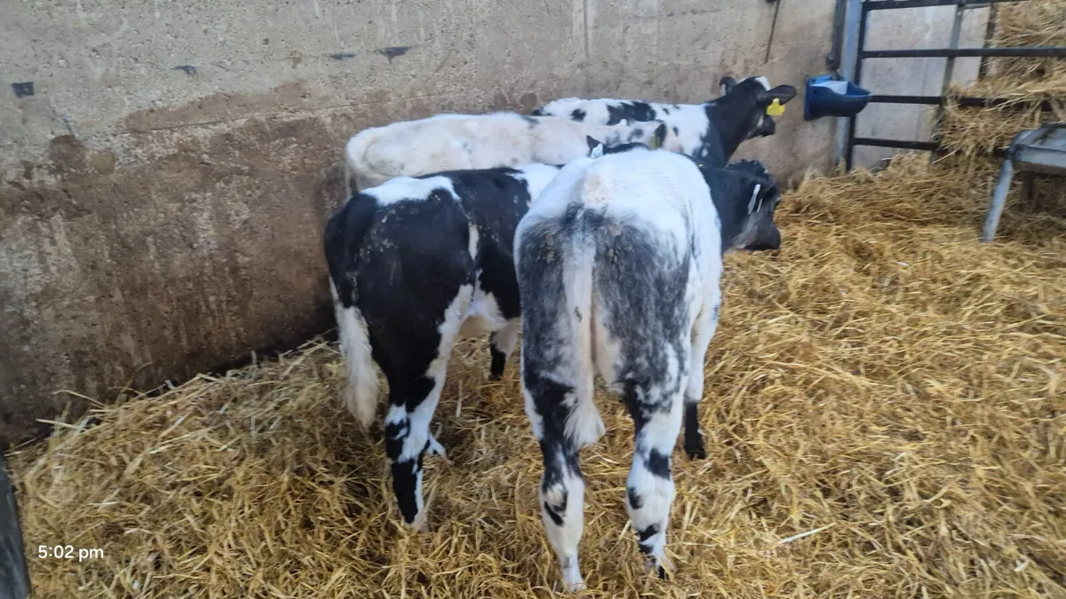 4 Quality Belgian blue heifer calves for sale - Image 1