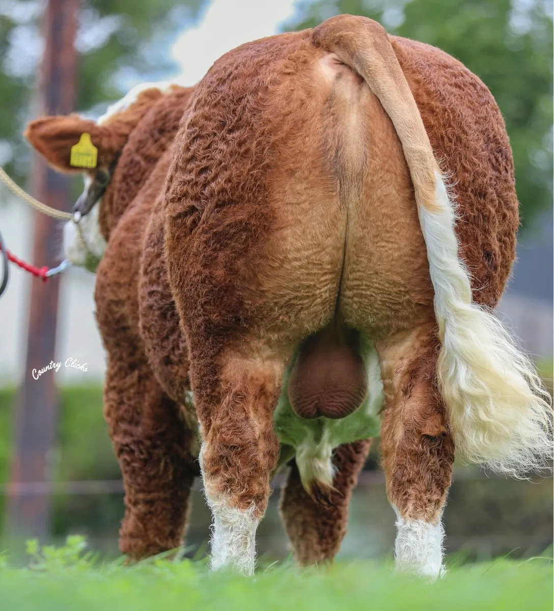 2 Simmental Bulls for Sale - Image 2