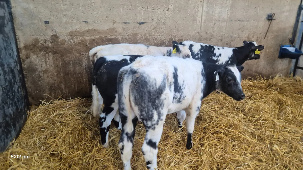 4 Quality Belgian blue heifer calves for sale - Image 2