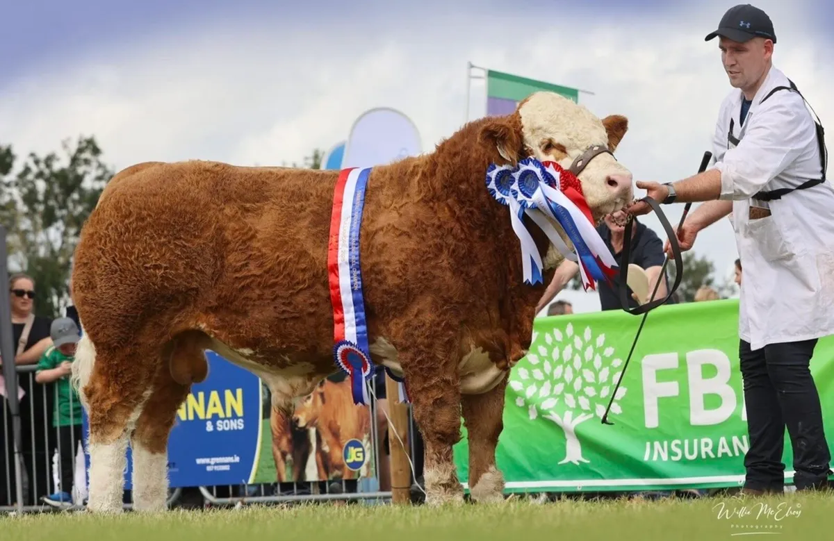 2 Simmental Bulls for Sale - Image 3