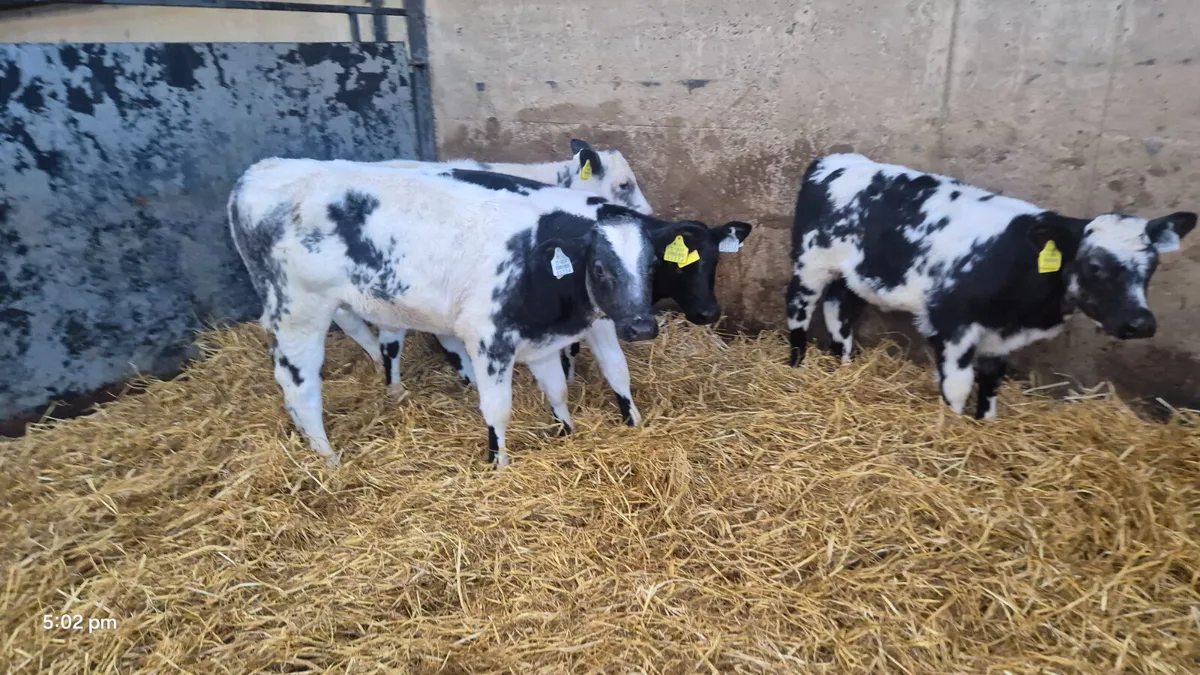 4 Quality Belgian blue heifer calves for sale - Image 4