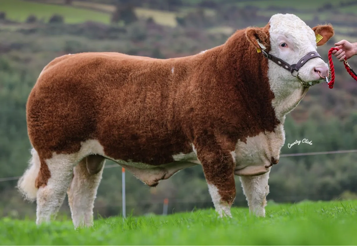 2 Simmental Bulls for Sale - Image 4