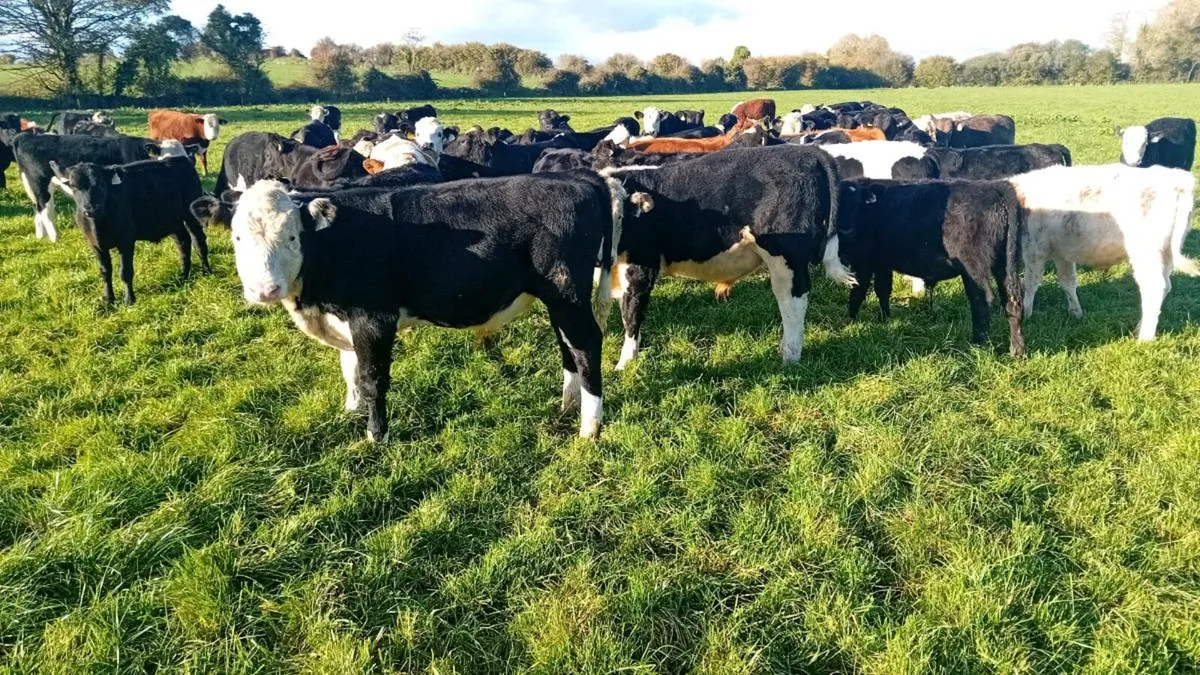 Cork Marts Corrin Thursday 30th  October - Image 1