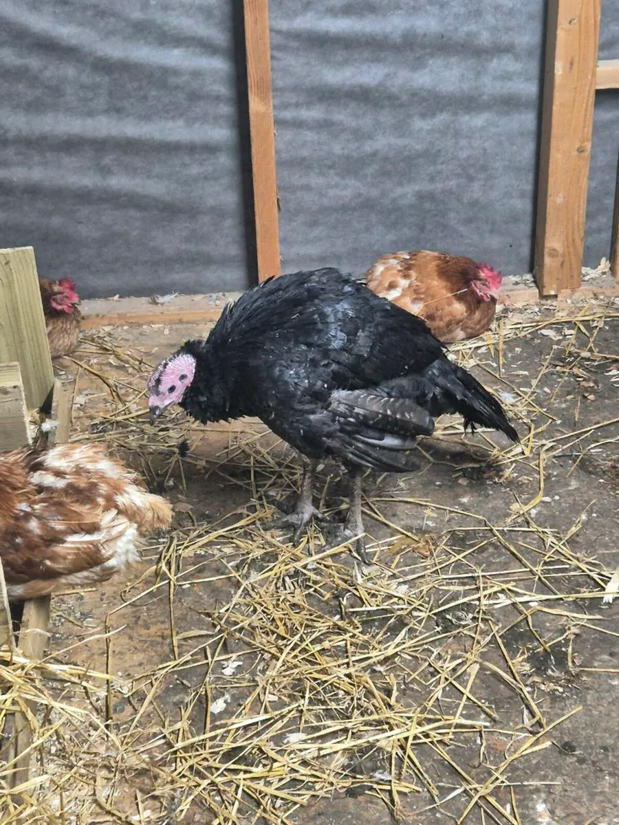 Turkeys - Image 2