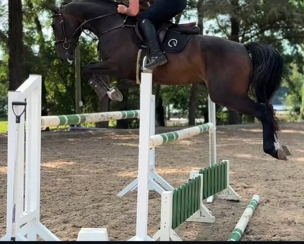 Horse - Image 1