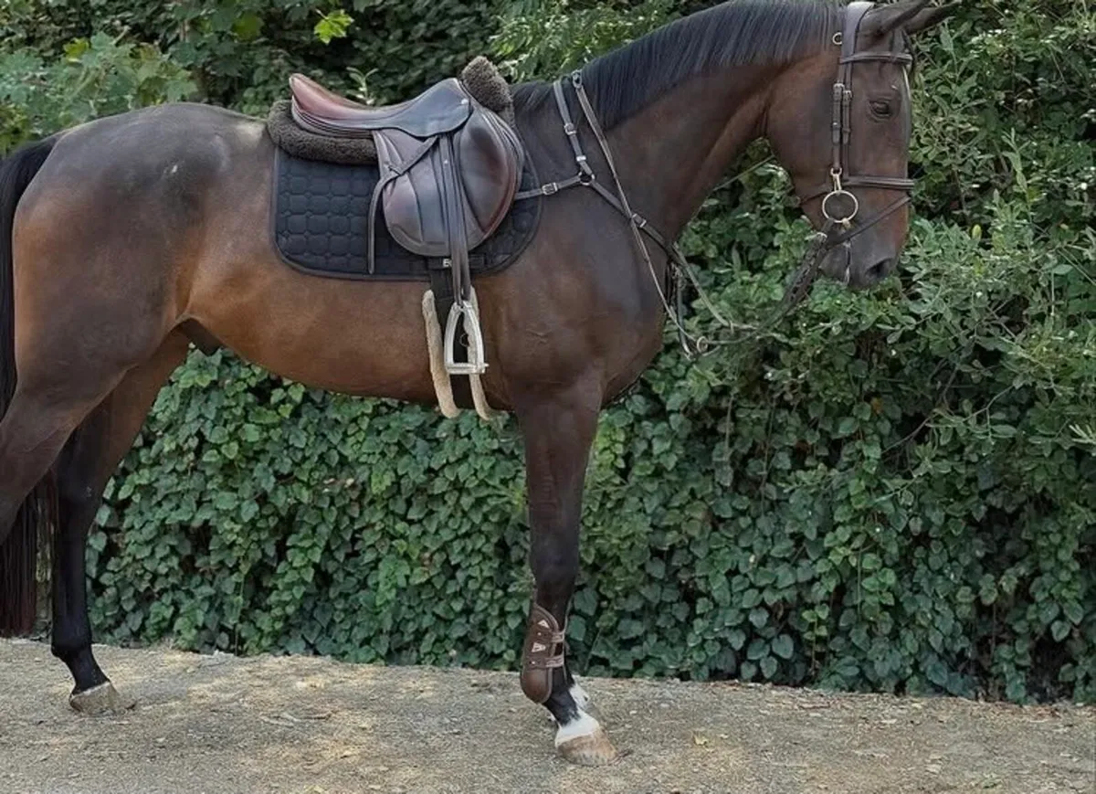 Horse - Image 2